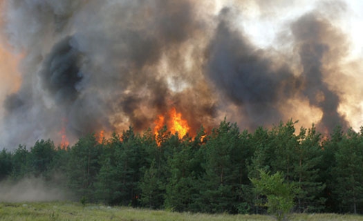 В Борисоглебске установили самый высокий уровень пожароопасности width=360px