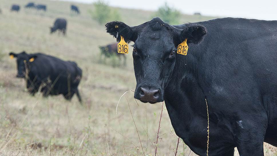 В Грибановском районе выживших коров абердин-ангусской породы продадут за 55 млн width=360px