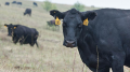 В Грибановском районе выживших коров абердин-ангусской породы продадут за 55 млн